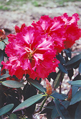 Taurus Rhododendron (Rhododendron 'Taurus') at GardenWorks