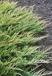 Broadmoor Juniper (Juniperus sabina 'Broadmoor') at GardenWorks