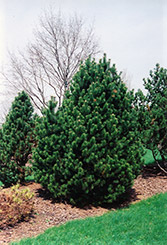 Gnom Mugo Pine (Pinus mugo 'Gnom') at GardenWorks