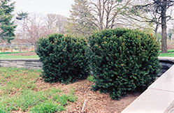 Hill's Yew (Taxus x media 'Hillii') at GardenWorks