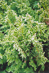Sherwood Frost Arborvitae (Thuja occidentalis 'Sherwood Frost') at GardenWorks