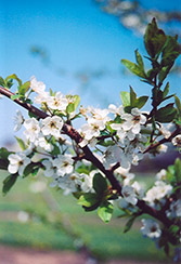 Shiro Plum (Prunus 'Shiro') at GardenWorks