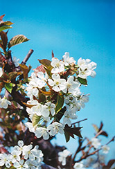 Bing Cherry (Prunus avium 'Bing') at GardenWorks