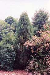 Gray Gleam Juniper (Juniperus scopulorum 'Gray Gleam') at GardenWorks