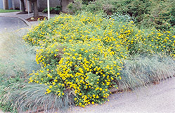 Goldfinger Potentilla (Potentilla fruticosa 'Goldfinger') at GardenWorks