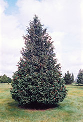 Blue Nootka Cypress (Chamaecyparis nootkatensis 'Glauca') at GardenWorks