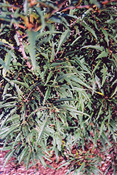 Cutleaf Glossy Buckthorn (Rhamnus frangula 'Asplenifolia') at GardenWorks