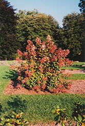 Tardiva Hydrangea (Hydrangea paniculata 'Tardiva') at GardenWorks