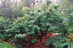 Franklin Tree (Franklinia alatamaha) at GardenWorks