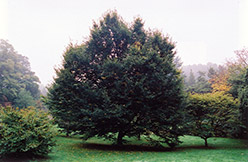 European Hornbeam (Carpinus betulus) at GardenWorks