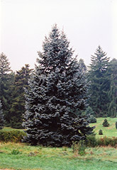 Hoopsii Blue Spruce (Picea pungens 'Hoopsii') at GardenWorks