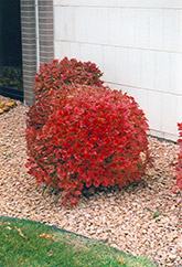 Bailey Compact Highbush Cranberry (Viburnum trilobum 'Bailey Compact') at GardenWorks