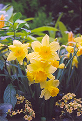 Rejnveld's Early Sensation Daffodil (Narcissus 'Rejnveld's Early Sensation') at GardenWorks