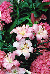 Magento Lily (Lilium 'Magento') at GardenWorks