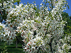 Yellowhorn (Xanthoceras sorbifolium) at GardenWorks