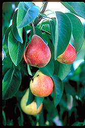 Summercrisp Pear (Pyrus 'Summercrisp') at GardenWorks