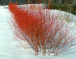 Cardinal Dogwood (Cornus sericea 'Cardinal') at GardenWorks