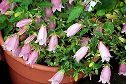 Pink Chimes Bellflower (Campanula punctata 'Pink Chimes') at GardenWorks