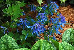 Blue Corydalis (Corydalis elata) at GardenWorks
