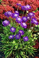 Ultra Violet Pincushion Flower (Scabiosa caucasica 'Ultra Violet') at GardenWorks