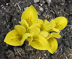 Dwarf Iris (Iris danfordiae) at GardenWorks