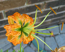 Henry's Lily (Lilium henryi) at GardenWorks