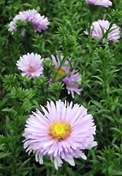 Melody Autumn Aster (Aster 'Melody') at GardenWorks
