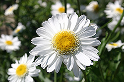 Sunny Side Up Shasta Daisy (Leucanthemum x superbum 'Sunny Side Up') at GardenWorks