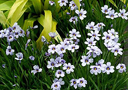 Devon Skies Blue-Eyed Grass (Sisyrinchium 'Devon Skies') at GardenWorks