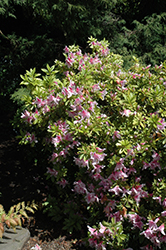 Pink Beauty Azalea (Rhododendron 'Pink Beauty') at GardenWorks
