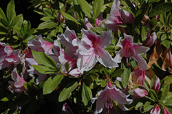 Pink Beauty Azalea (Rhododendron 'Pink Beauty') at GardenWorks