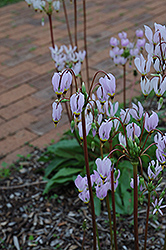 Shooting Star (Dodecatheon meadia) at GardenWorks