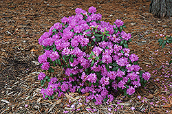 Compact P.J.M. Rhododendron (Rhododendron 'P.J.M. Compact') at GardenWorks