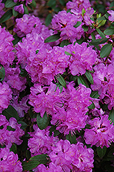 Compact P.J.M. Rhododendron (Rhododendron 'P.J.M. Compact') at GardenWorks