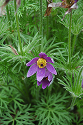 Pasqueflower (Pulsatilla vulgaris) at GardenWorks
