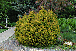 Rheingold Arborvitae (Thuja occidentalis 'Rheingold') at GardenWorks
