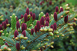 Red Cone Spruce (Picea abies 'Acrocona') at GardenWorks