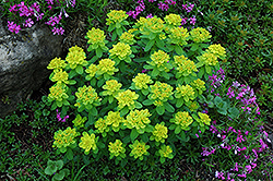 Cushion Spurge (Euphorbia polychroma) at GardenWorks