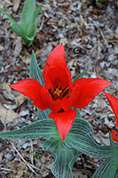 Red Riding Hood Tulip (Tulipa 'Red Riding Hood') at GardenWorks