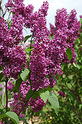 Ludwig Spaeth Lilac (Syringa vulgaris 'Ludwig Spaeth') at GardenWorks