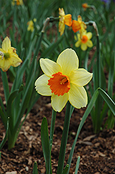 Fortissimo Daffodil (Narcissus 'Fortissimo') at GardenWorks