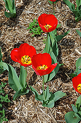 Oxford Tulip (Tulipa 'Oxford') at GardenWorks