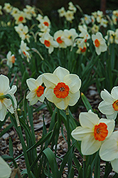 Kissproof Daffodil (Narcissus 'Kissproof') at GardenWorks