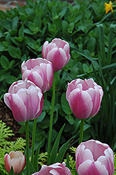 Ollioules Tulip (Tulipa 'Ollioules') at GardenWorks