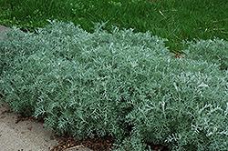 Silver Frost Artemisia (Artemisia ludoviciana 'Silver Frost') at GardenWorks