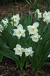 Mount Hood Daffodil (Narcissus 'Mount Hood') at GardenWorks