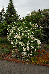 Mme. Lemoine Lilac (Syringa vulgaris 'Mme. Lemoine') at GardenWorks