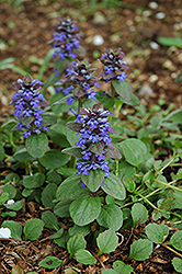 Caitlin's Giant Bugleweed (Ajuga reptans 'Caitlin's Giant') at GardenWorks