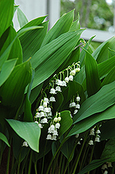 Lily-Of-The-Valley (Convallaria majalis) at GardenWorks