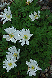 White Splendor Windflower (Anemone blanda 'White Splendor') at GardenWorks